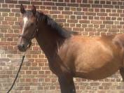 Merrie Selle Fran&ccedil;ais Te koop 2022 Donker bruin / bai ,  Atome des Etisses