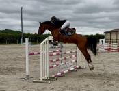 Vente cheval CSO Hunter