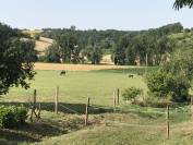 Pension chevaux loisir/retraite