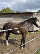 Jument Irish Part Bred