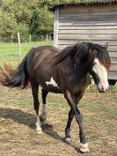 Jument Irish Part Bred