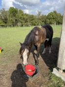 Jument Irish Part Bred