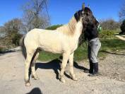 Magnifique poney pie Bai dun 