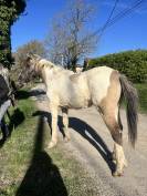 Magnifique poney pie Bai dun 