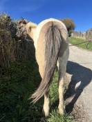 Magnifique poney pie Bai dun 