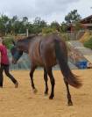 Potranca PRE Pura Raza Espa&ntilde;ola En venta 2024 Negro por Kuieto de la Cambre