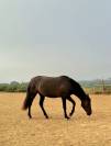 Potranca PRE Pura Raza Espa&ntilde;ola En venta 2024 Negro por Kuieto de la Cambre