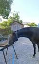 Potranca PRE Pura Raza Espa&ntilde;ola En venta 2024 Negro por Kuieto de la Cambre