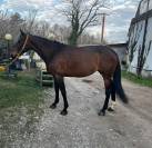 Daylight figlia diretta Diamant de Semilly!