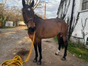 Daylight figlia diretta Diamant de Semilly!