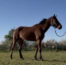 Super jument pour loisir ou sport