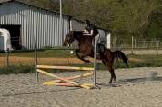 Super jument pour loisir ou sport