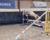 &Eacute;talon DSA Palomino 