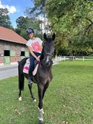 Selle fran&ccedil;ais de 5 ans &agrave; vendre (CSO CCE dressage) 