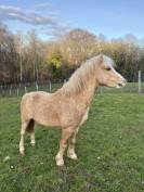 Saillie &eacute;talon Welsh 