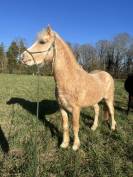 Saillie &eacute;talon Welsh 