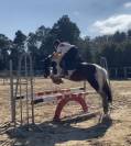 Deux poneys &agrave; vendre 