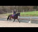 Jument pour poulini&egrave;re