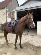 Selle Fran&ccedil;ais AV