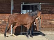 Pouliche de 3 ans lign&eacute;e sport