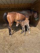 Pouliche de 3 ans lign&eacute;e sport