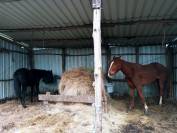 Vendo yegua de salto nacida en 2022