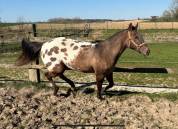 Jument Appaloosa de 2022