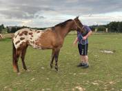 Jument Appaloosa de 2022