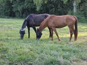 Pouliche by Mylord Carthago 4ans