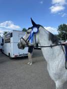  Jument Selle Fran&ccedil;ais &ndash; 7 ans &ndash; 163 cm &ndash; Exp&eacute;rience co