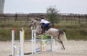  Jument Selle Fran&ccedil;ais &ndash; 7 ans &ndash; 163 cm &ndash; Exp&eacute;rience co