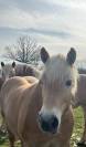 Jument Haflinger &agrave; vendre 