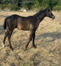 Quarter Horse de 1 an