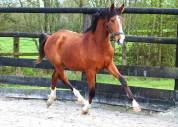 Jument dressage 2 ans 