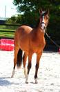 Jument dressage 2 ans 