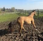 Jument appaloosa PP (ApHC) de 2024