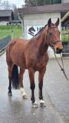 Jument FM de 4 ans