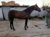 Potro pura raza espa&ntilde;ol 