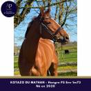 Gelding Thoroughbred For sale 2020 Chesnut