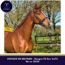 Gelding Thoroughbred For sale 2020 Chesnut