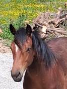 Pouliche QUarter Horse PP 2024