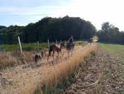 Pouliche QUarter Horse PP 2024