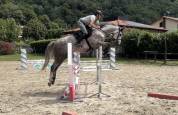 Gelding Zangersheide For sale 2022 Grey