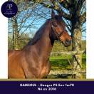 Caballo castrado Pura Sangre En venta 2016 Bayo