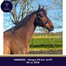 Caballo castrado Pura Sangre En venta 2016 Bayo