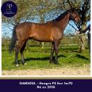 Caballo castrado Pura Sangre En venta 2016 Bayo