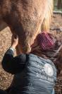 Shiatsu &eacute;quin Bourgogne- Auvergne