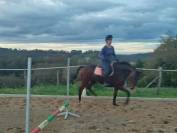 A louer Anglo Arabe 6 ans 