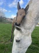 Poulain OC lusitanien x PRE