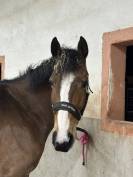 Jument SF x TORNESCH x LUX Z 